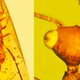 Introducing Aethiocarenus burmanicus. (image: George Poinar, Jr.)